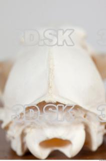 Skull photo reference 0079